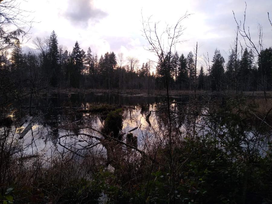 Some very wet wetlands surrounded by trees.