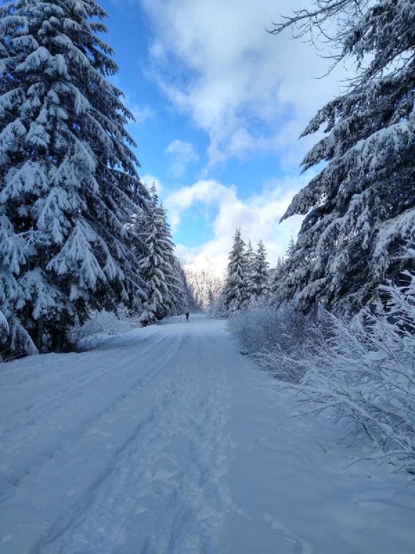 A flat, snow covered trail lined with snowy pine trees.