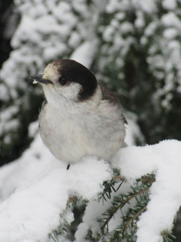 A small white bird with a grey back and snow on its beak.