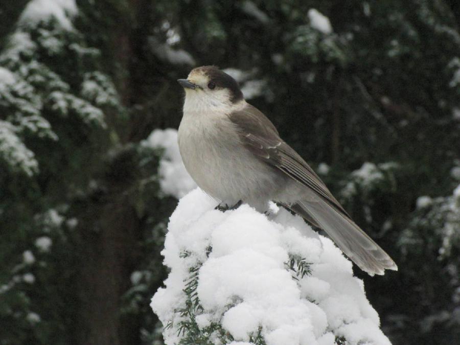A small white bird with a grey back, and long tail feathers, perched on top of a tree.