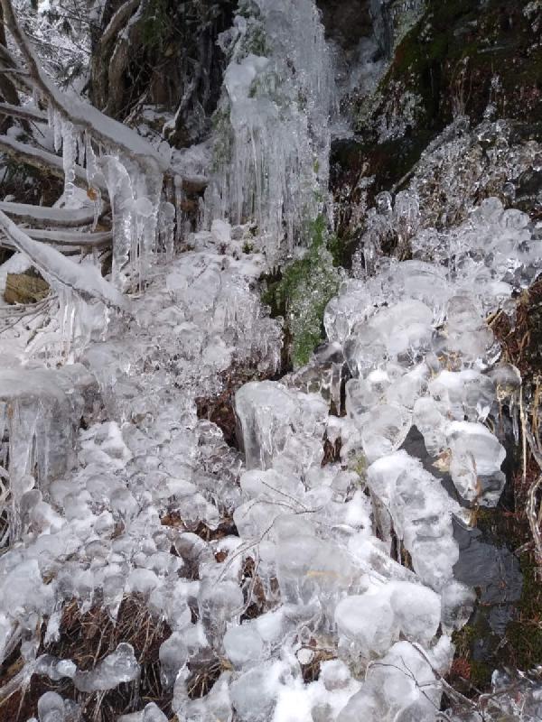 Branches covered with unusual shapes of ice.
