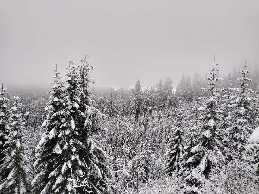 Snow covered fir trees in the foreground with mist in the distance.