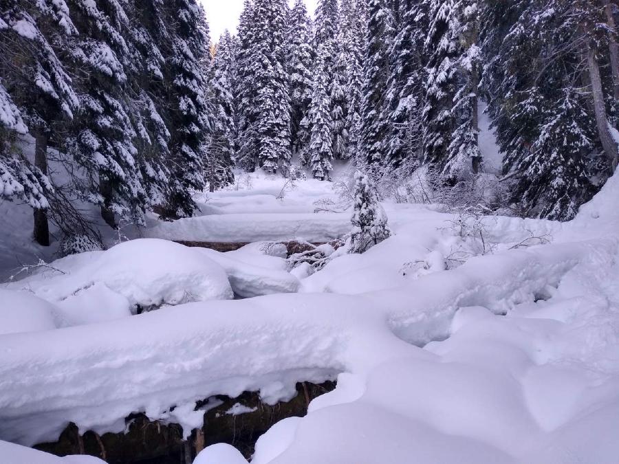 Lumps of snow in the forest.
