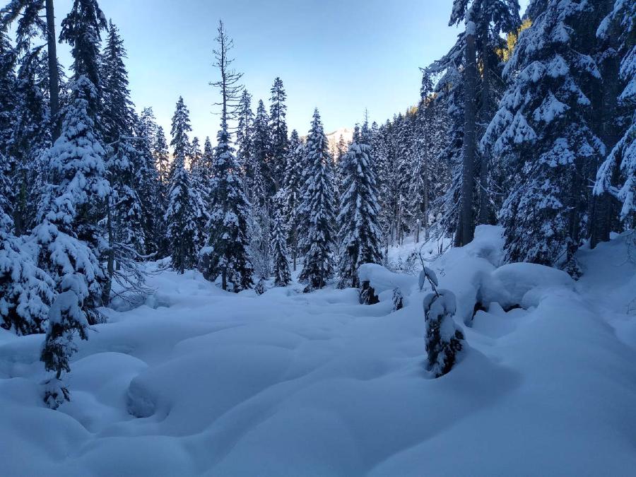 Lumps of snow in the forest.
