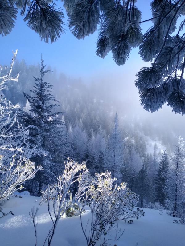 Branches from a snowy fir tree framing a view into a misty, snowy mountainside.