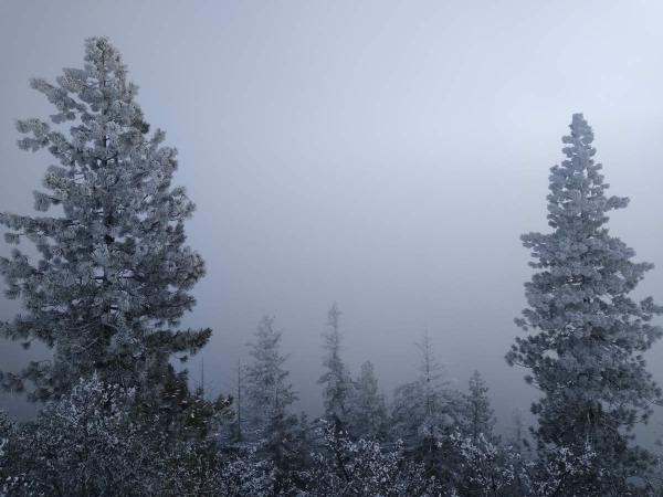 A few snowy trees in the foreground with thick mist beyond.