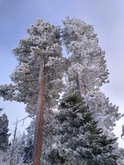 Two tall fir trees covered in snow.
