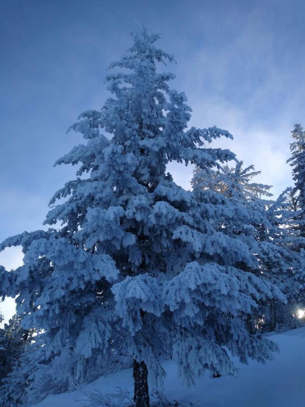A single shorter fir tree covered in snow.