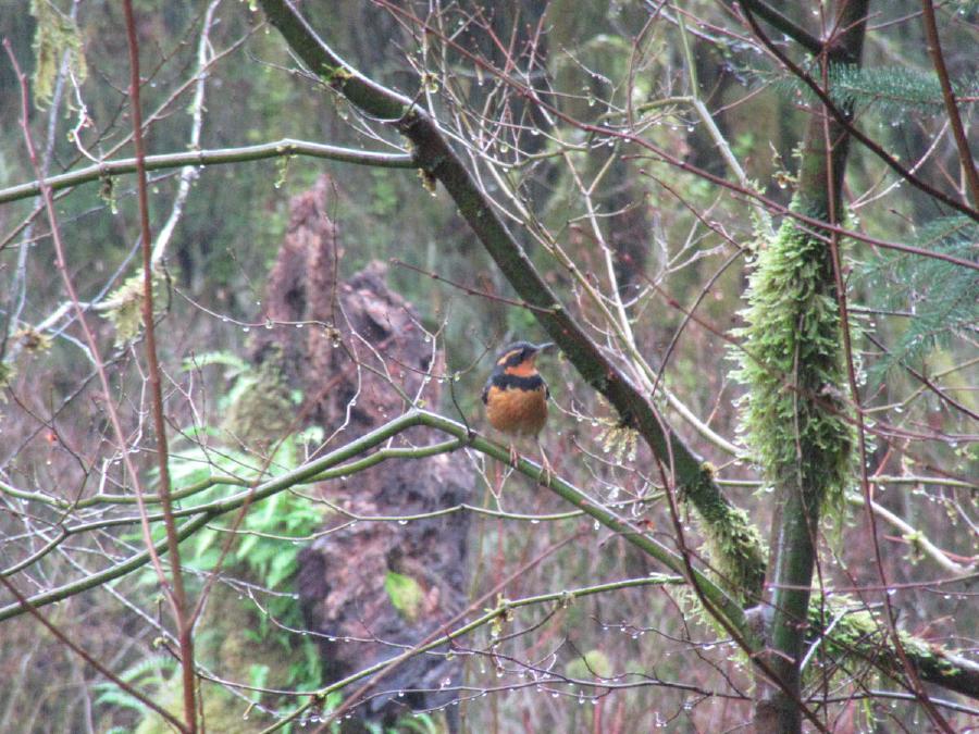 A reddish-brown bird with black back, neck stripe and head.