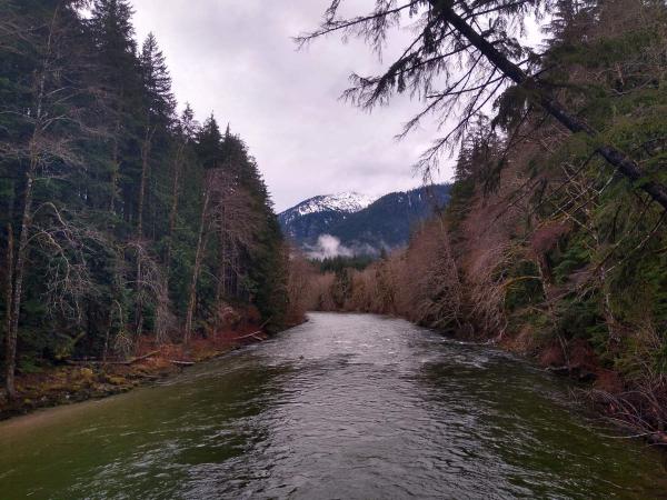 A river with fir trees in either side.