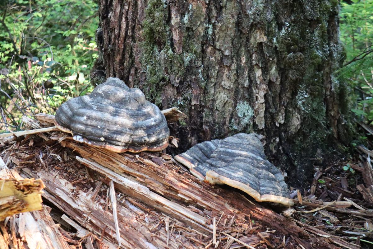 Some large fungi.