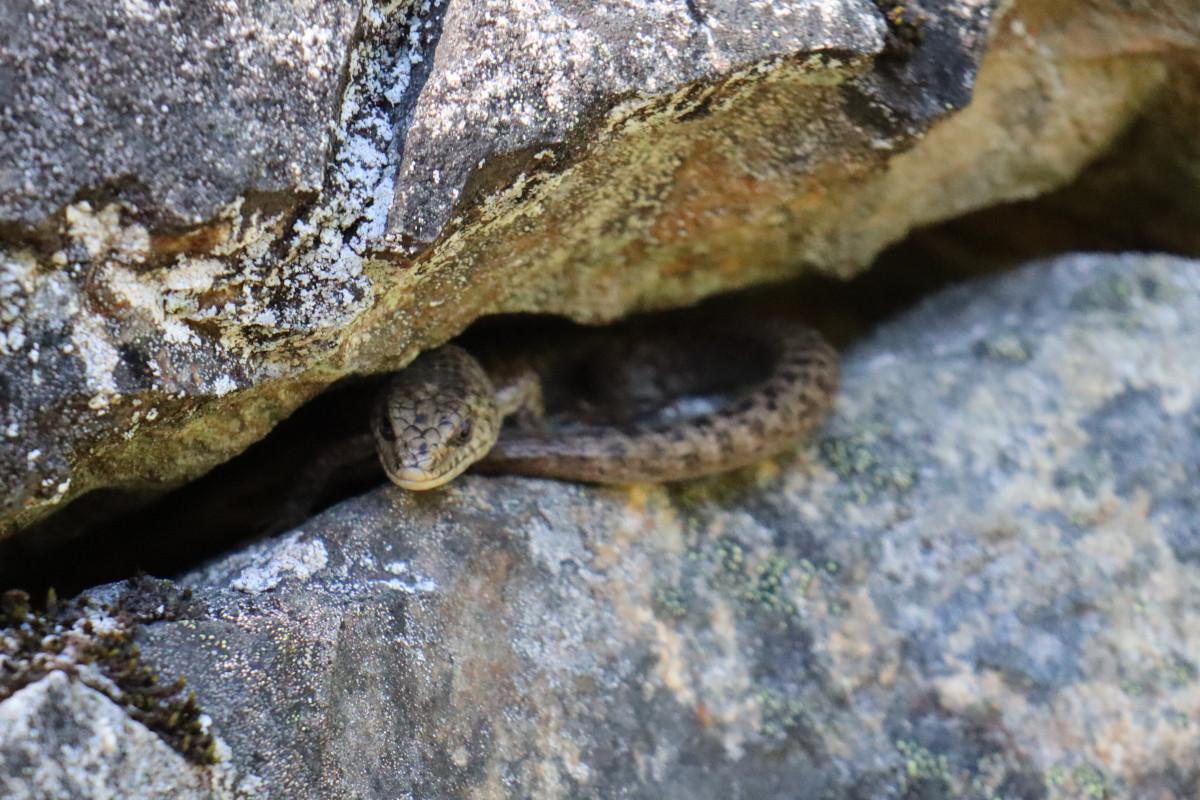 Some kinda of lizard, hiding in the rocks.