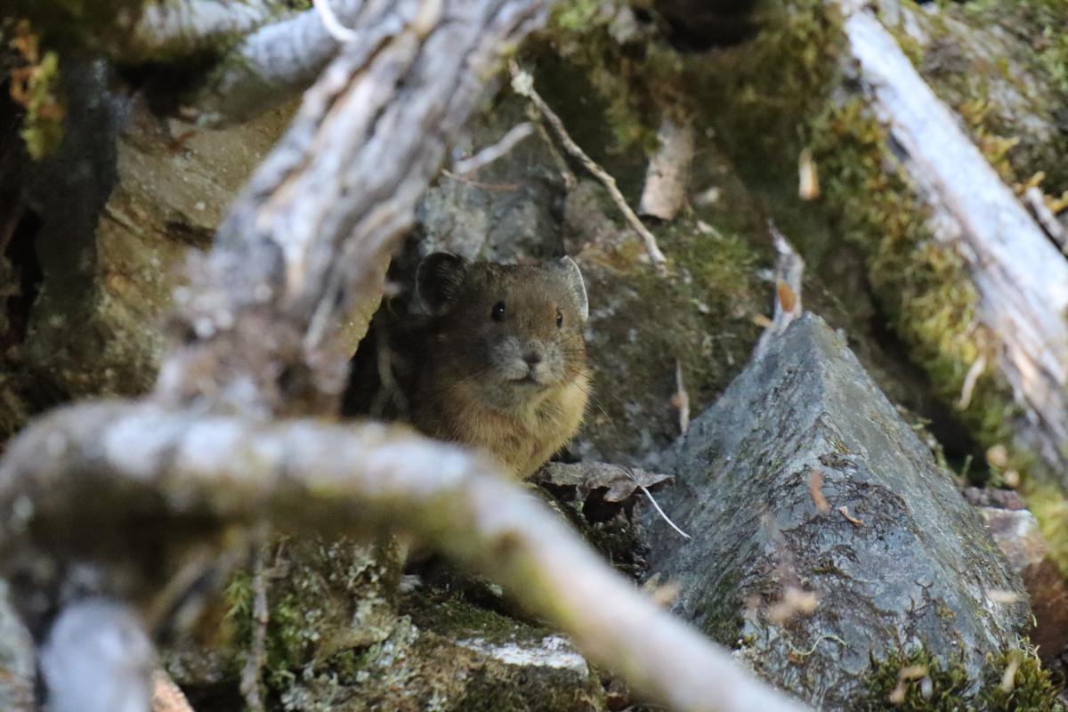 Pika hiding in the rocks, looking at the camera.