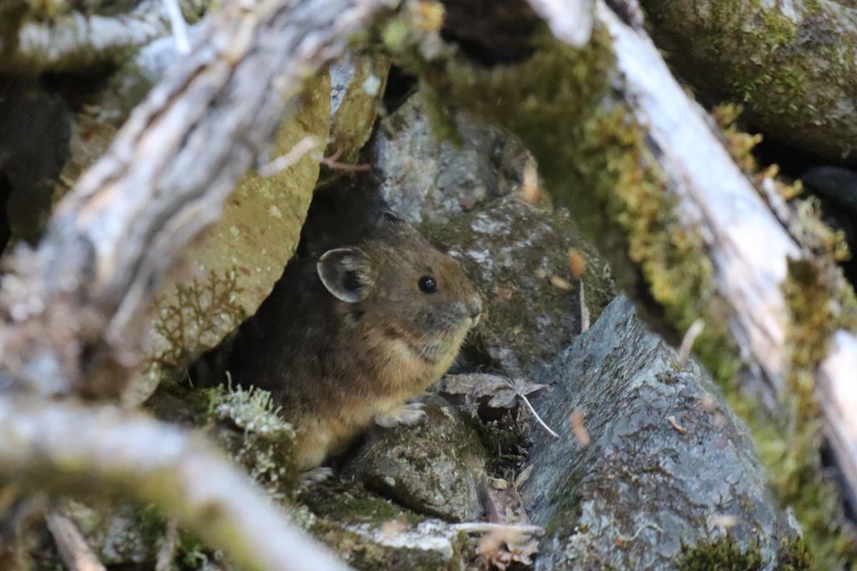 Pika hiding in the rocks.