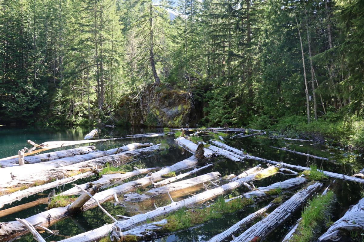 The view of Pyramid Lake when you first arrive. The water is calm, and many logs float nearby.
