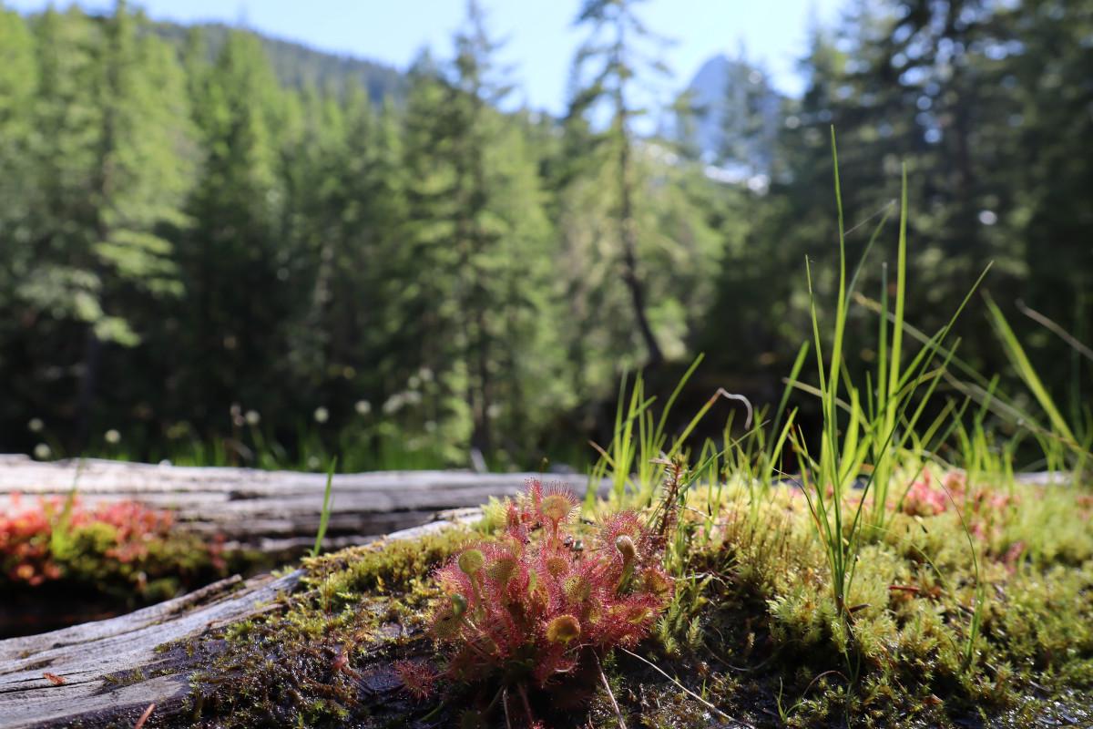 Sundew on a floating log.