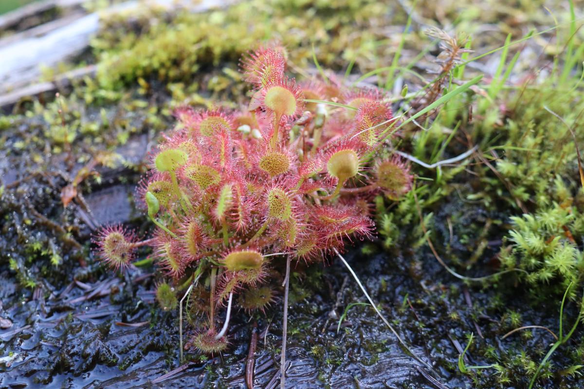 Close up of sundew on a floating log.