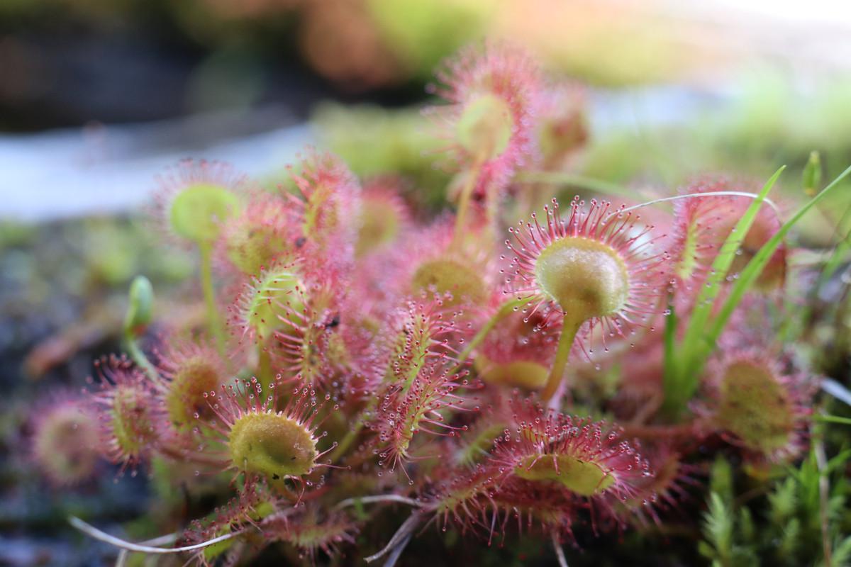 Another close up of sundew on a floating log.