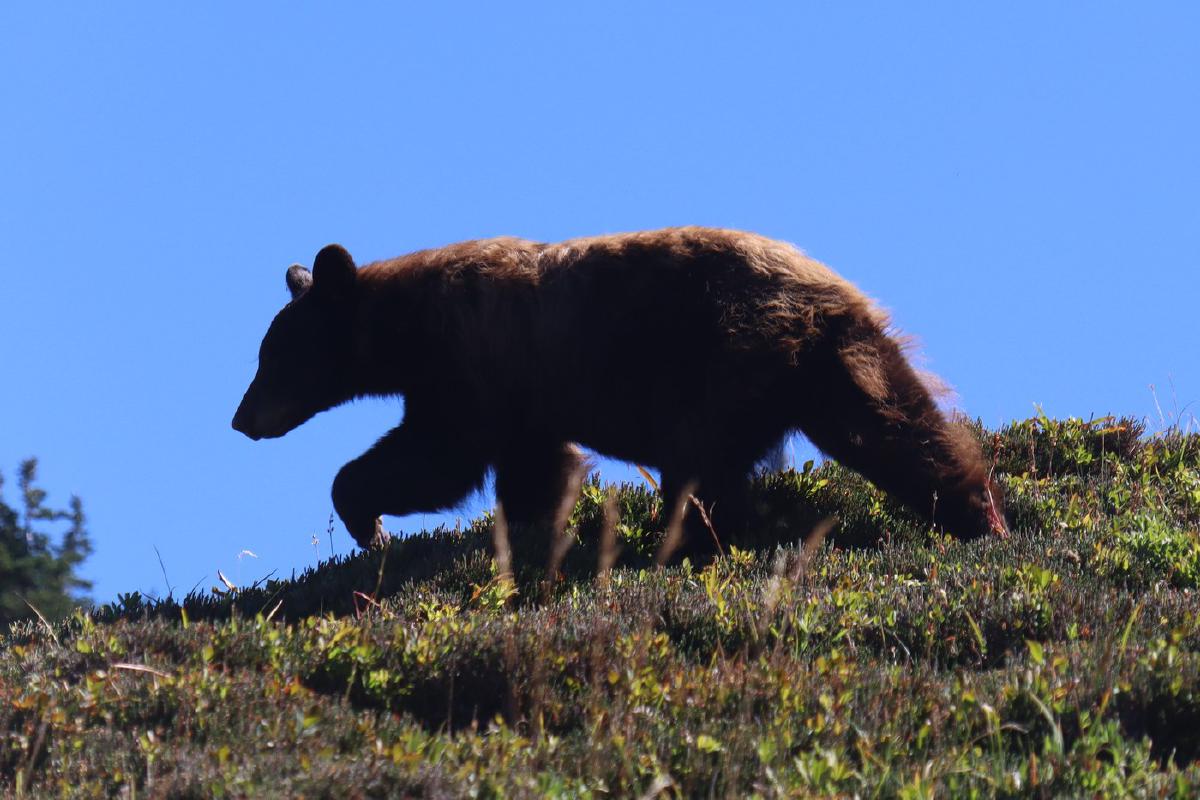 Bear strolling through the meadows.