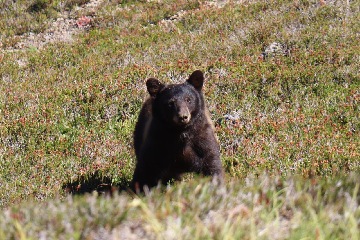 Bear glancing up briefly, inbetween foraging the meadows.