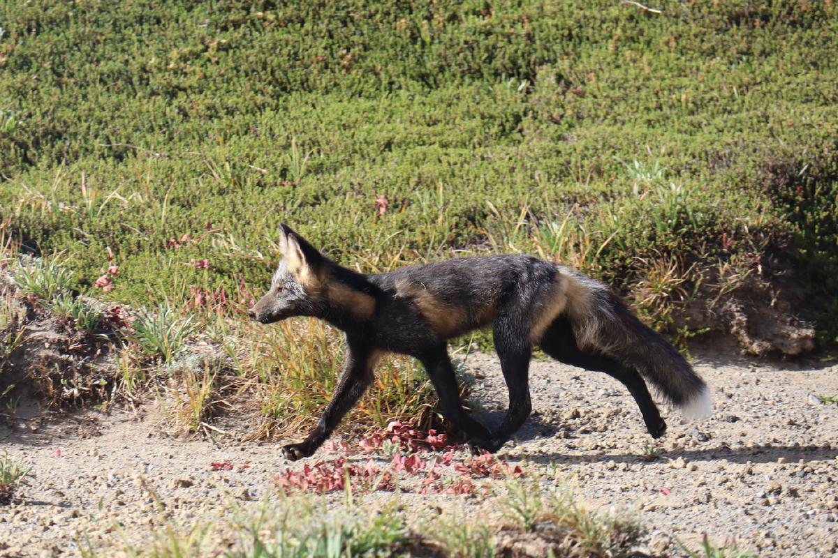 Cascade red fox, moments after it had cached its kill.