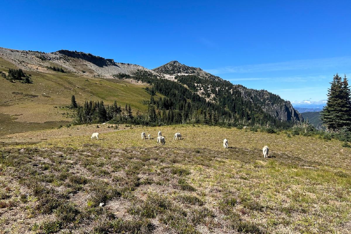 Herd of mountain goats on the lower slopes of Skyscraper Mountain.