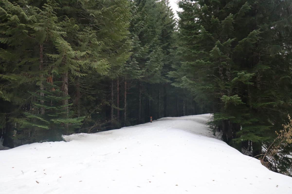 A wide, snow covered trail leading into the trees.