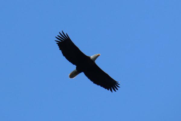 A bald eagle viewed from underneath.