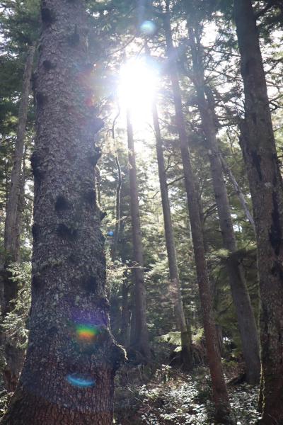 Looking up at sun glare through thick trees.