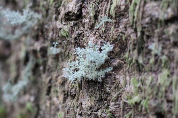 Macro shot of lichen.