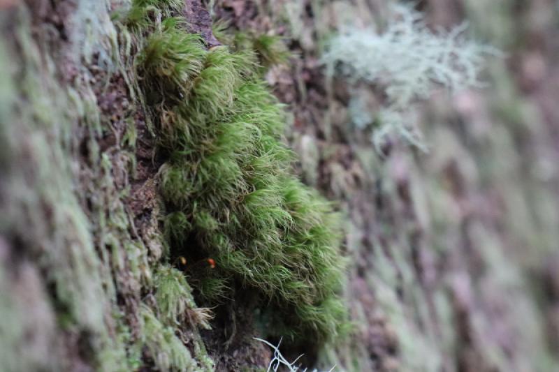 Macro shot of lichen.