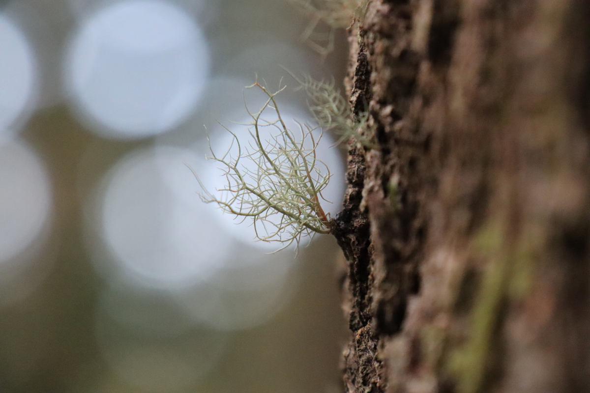 Macro shot of lichen.