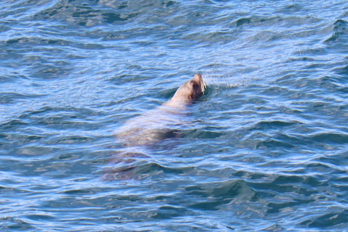 Looking down on a sea lion.