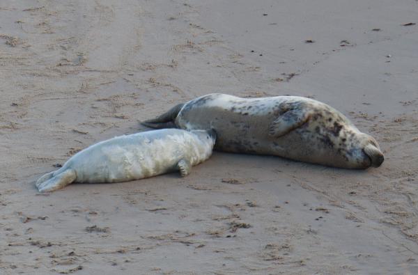A seal.