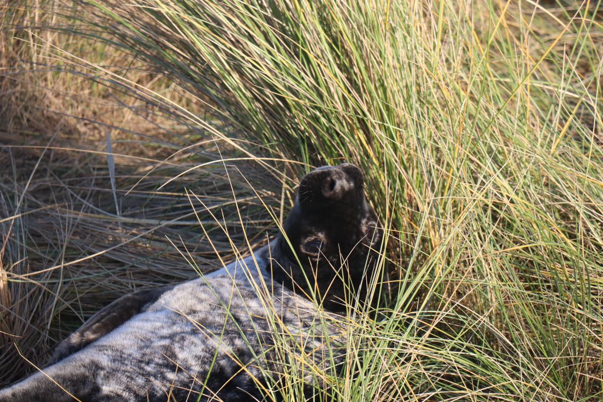 A seal.