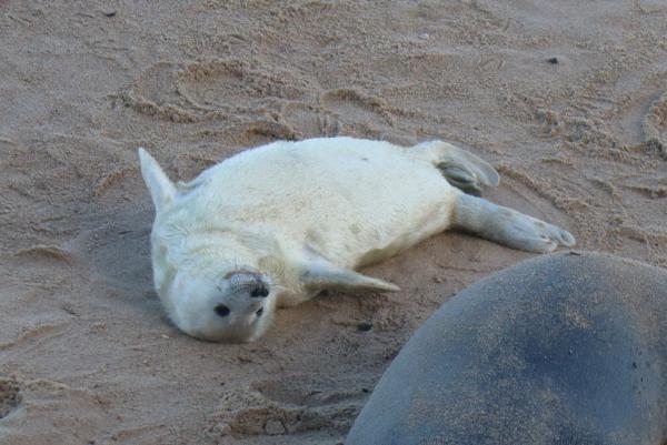 A seal.