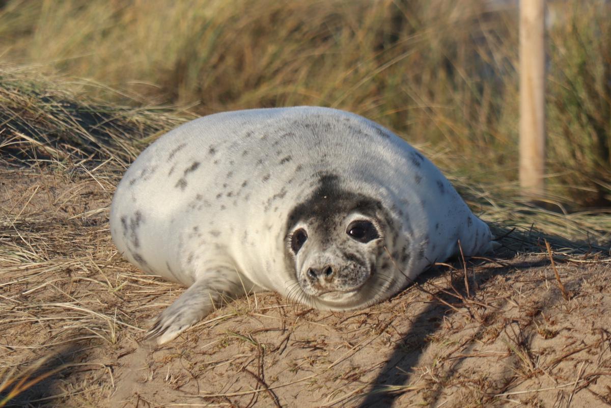 A seal.