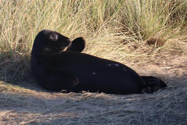 A seal.
