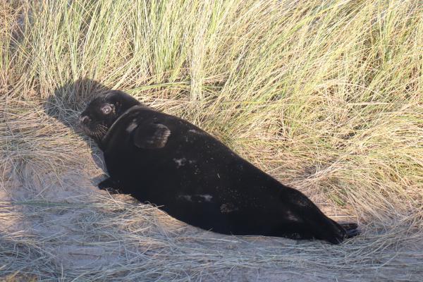 A seal.