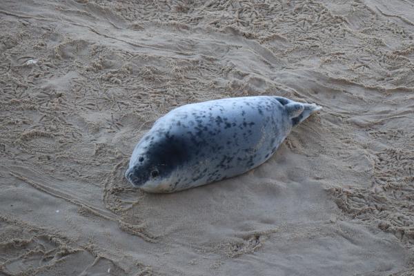 A seal.
