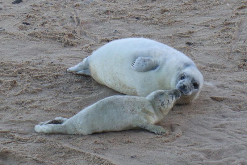 A seal.