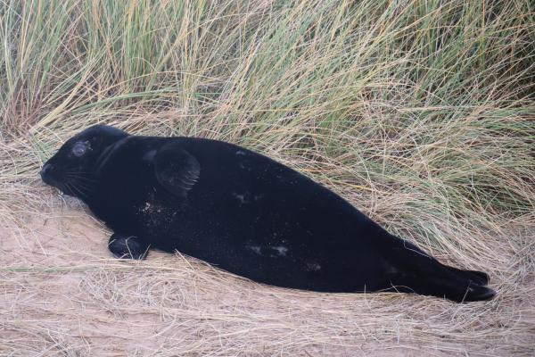 A seal.