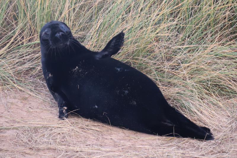 A seal.