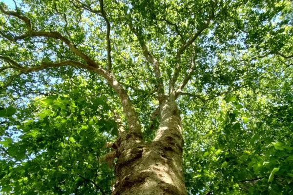 A London Plane tree in The Circus, Bath.