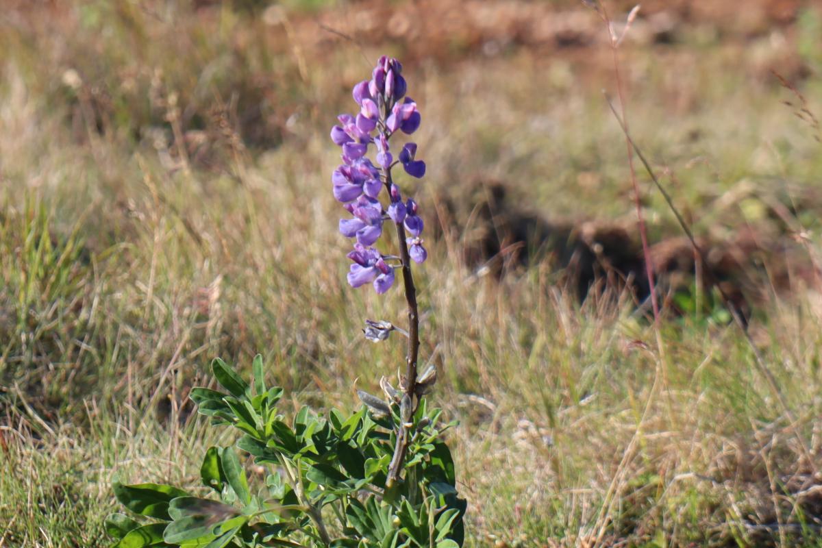 Photo of a lupine.