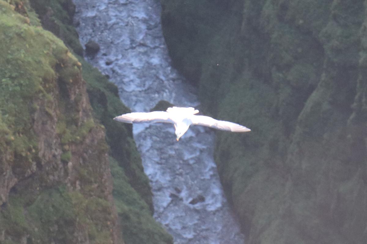 Photo of a Northern Fulmar from above, with the canyon below.