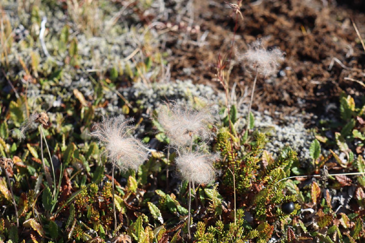 Macro photo of some cottongrass, which is white and fluffy.