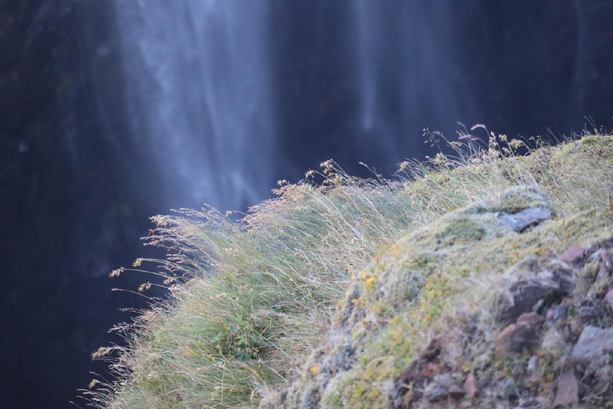 Photo of grass in the foreground, with waterfall in the background.