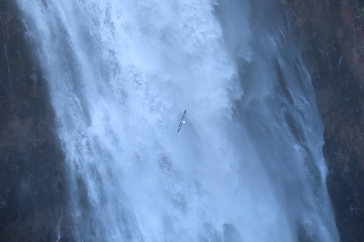 Photo looking down at gushing water, with a Northern Fulmar in the middle, as viewed from above.