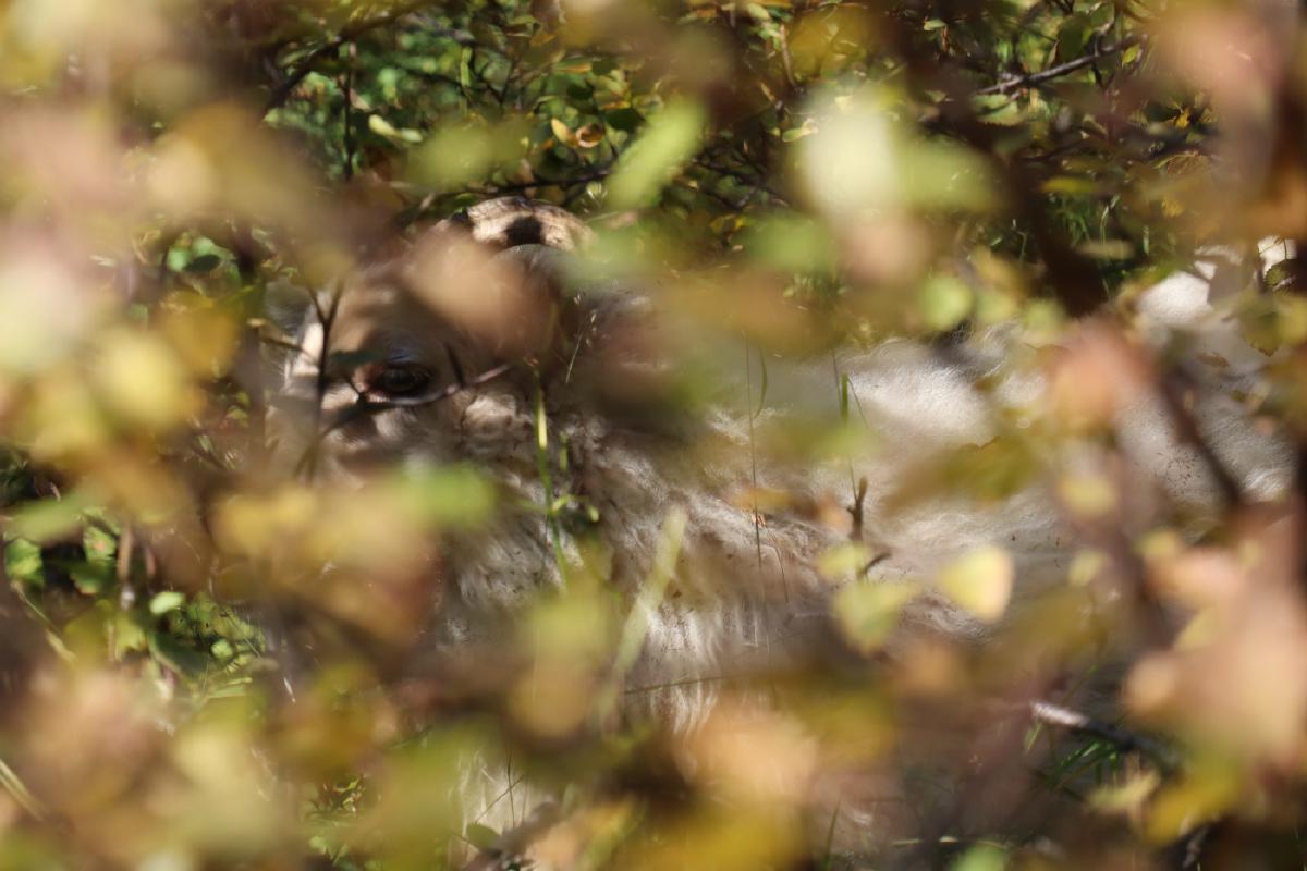 Photo of sheep hidden behind dense bushes of Dwarf Birch.